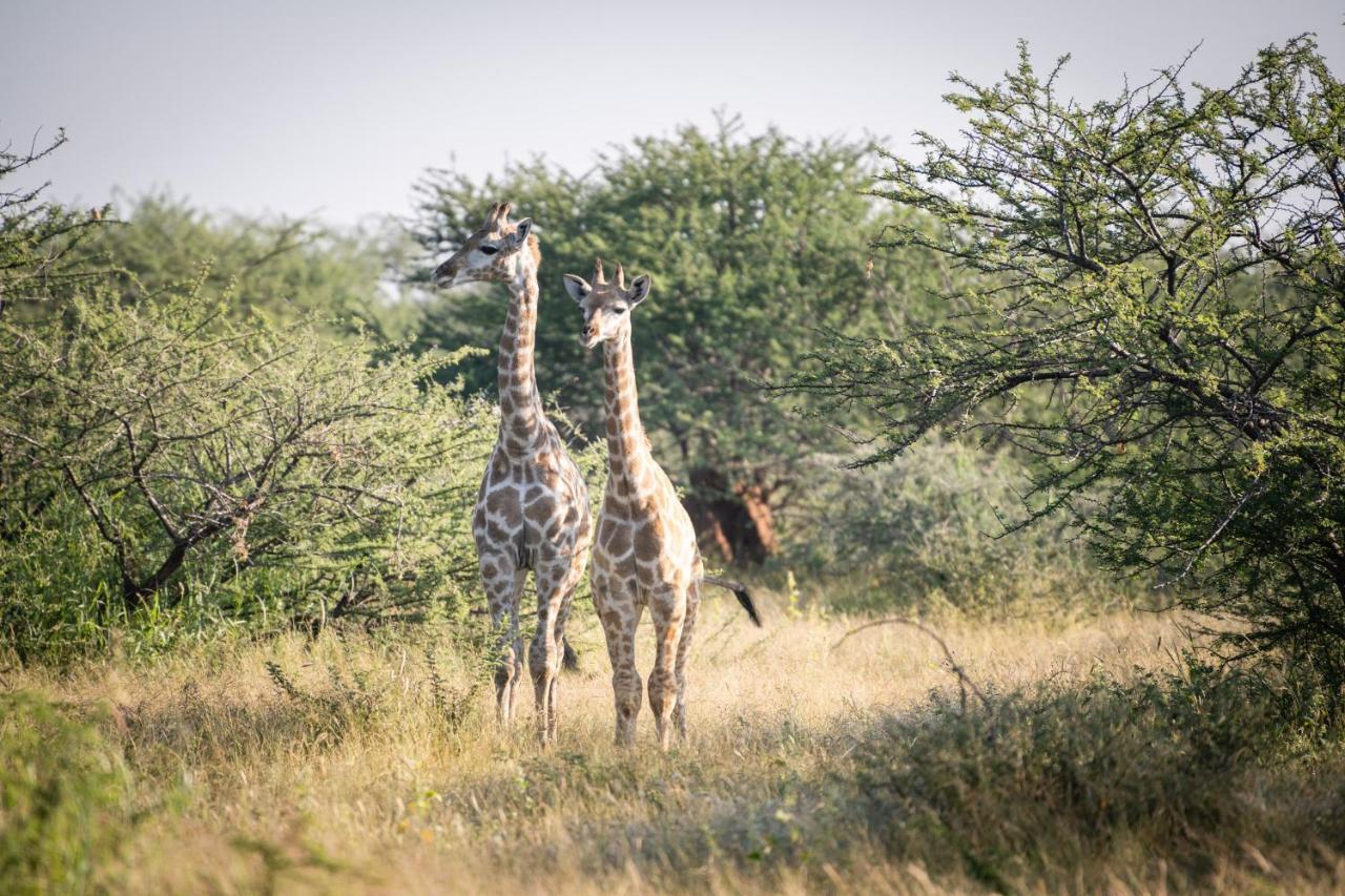 Frans Indongo Lodge Otjiwarongo Luaran gambar
