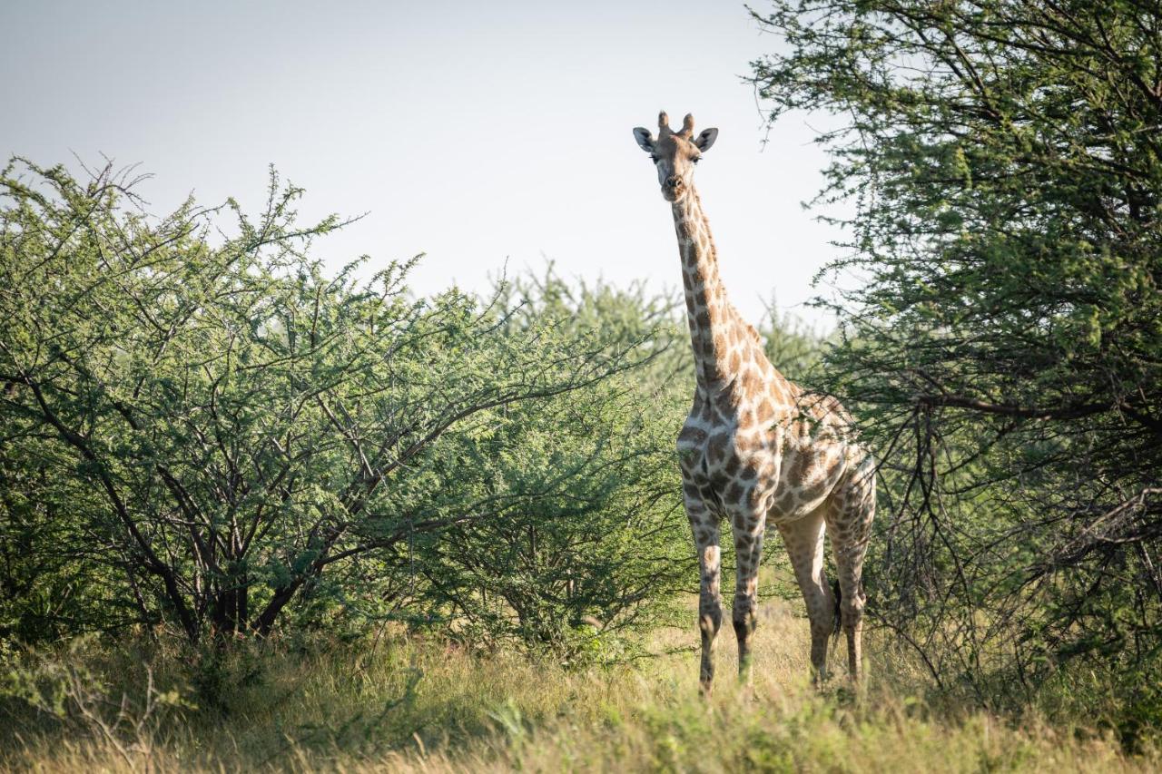 Frans Indongo Lodge Otjiwarongo Luaran gambar