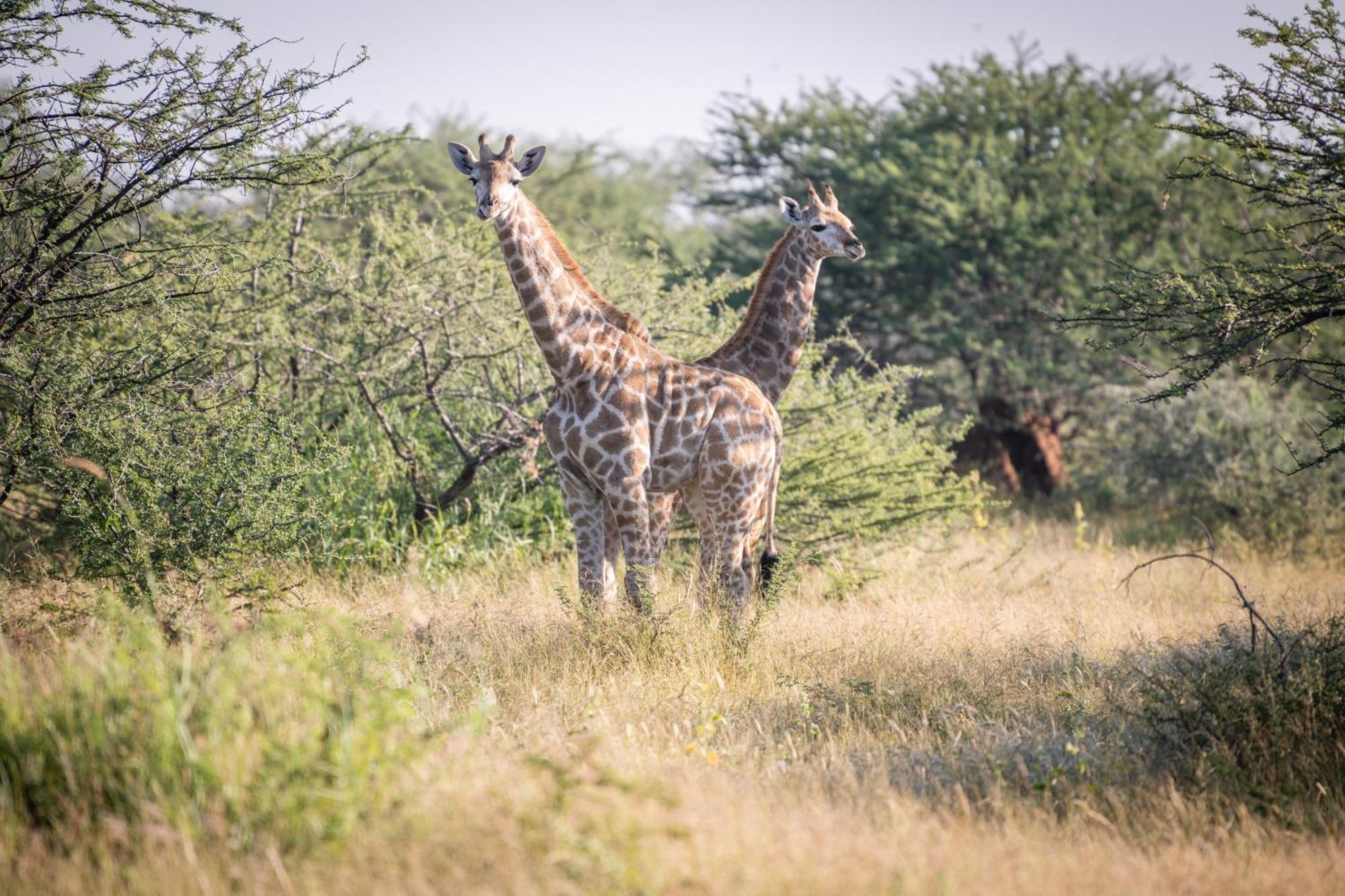 Frans Indongo Lodge Otjiwarongo Luaran gambar