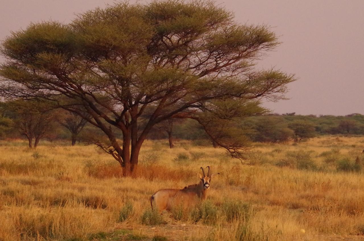 Frans Indongo Lodge Otjiwarongo Luaran gambar