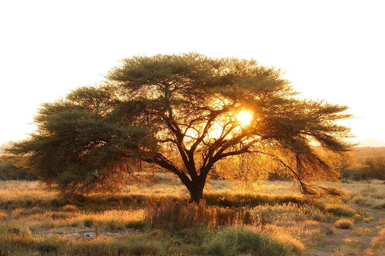 Frans Indongo Lodge Otjiwarongo Luaran gambar