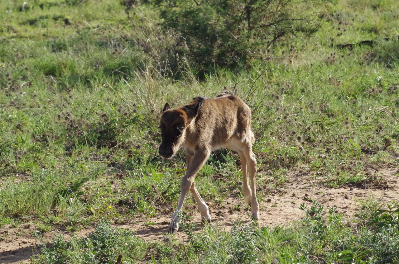 Frans Indongo Lodge Otjiwarongo Luaran gambar