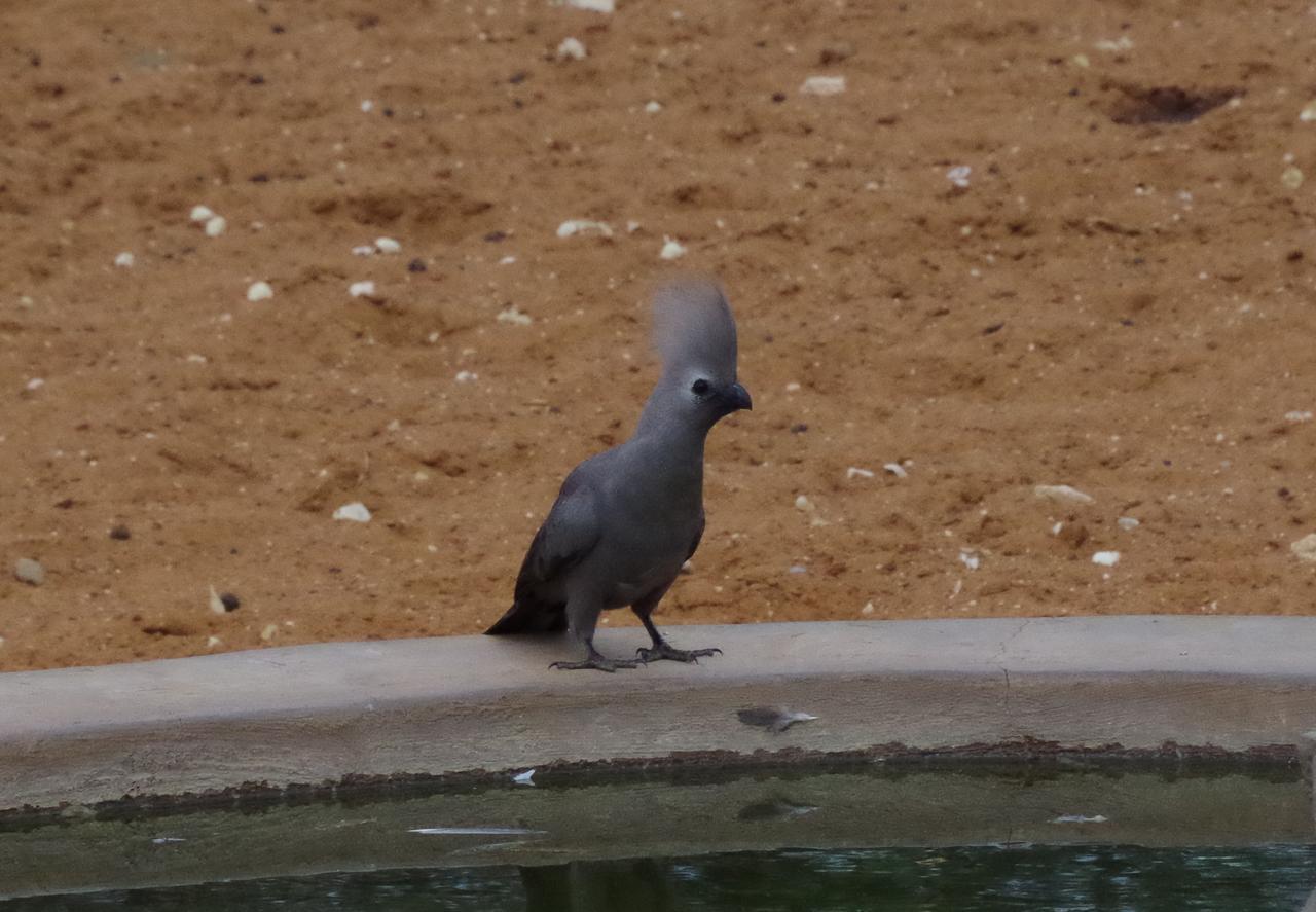 Frans Indongo Lodge Otjiwarongo Luaran gambar