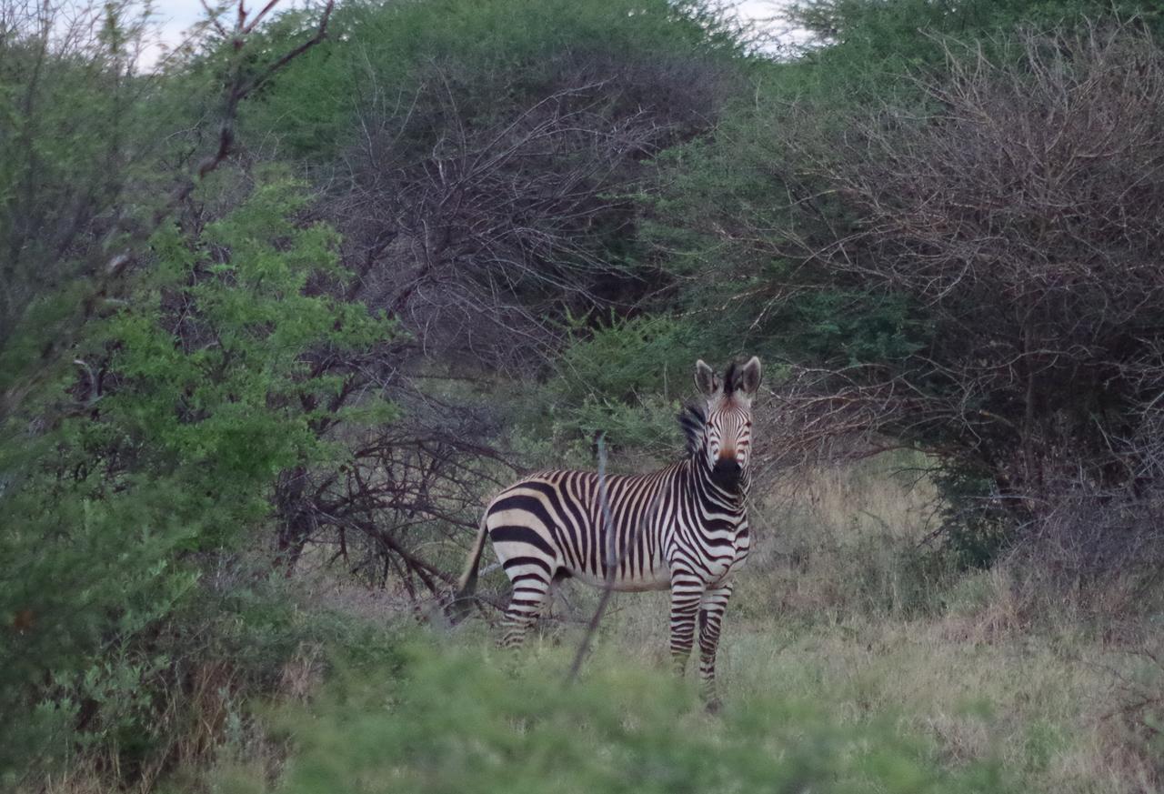 Frans Indongo Lodge Otjiwarongo Luaran gambar