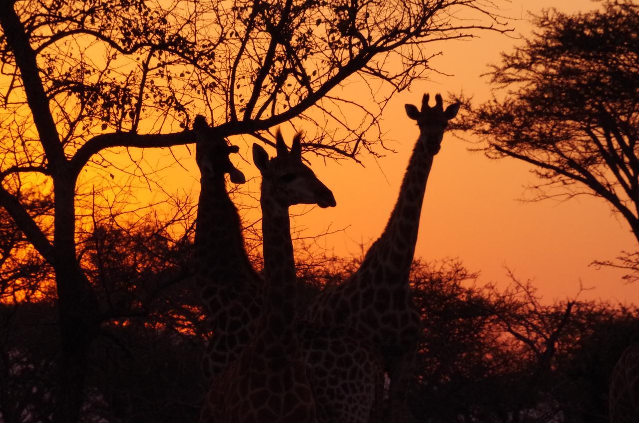 Frans Indongo Lodge Otjiwarongo Luaran gambar