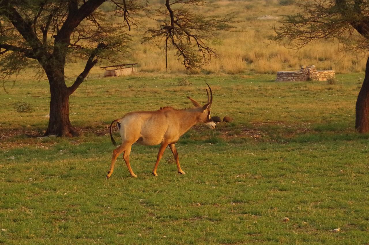 Frans Indongo Lodge Otjiwarongo Luaran gambar