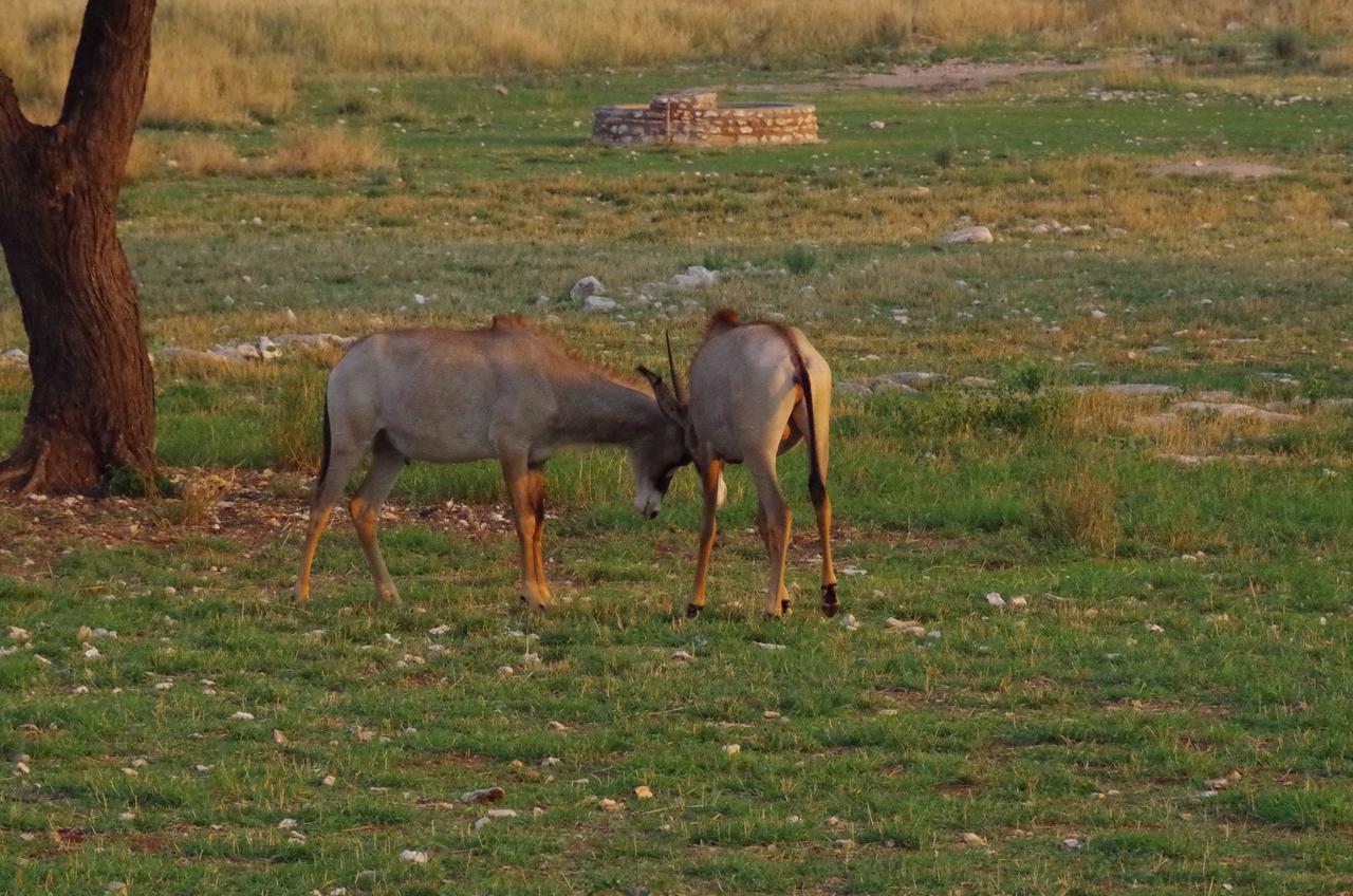 Frans Indongo Lodge Otjiwarongo Luaran gambar