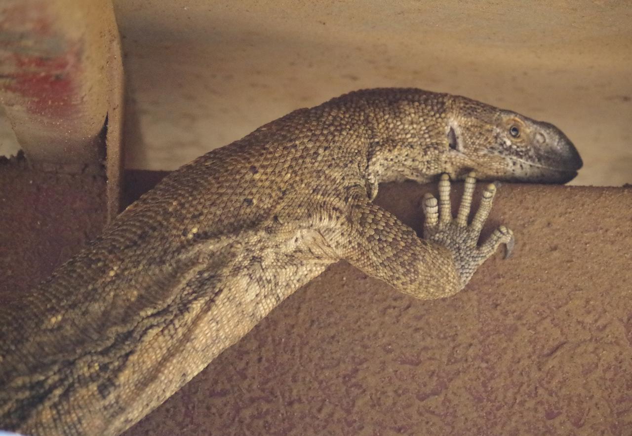 Frans Indongo Lodge Otjiwarongo Luaran gambar