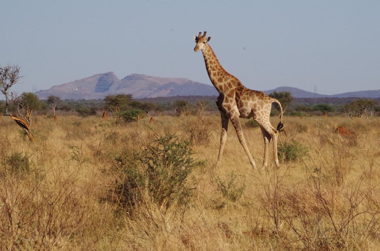 Frans Indongo Lodge Otjiwarongo Luaran gambar