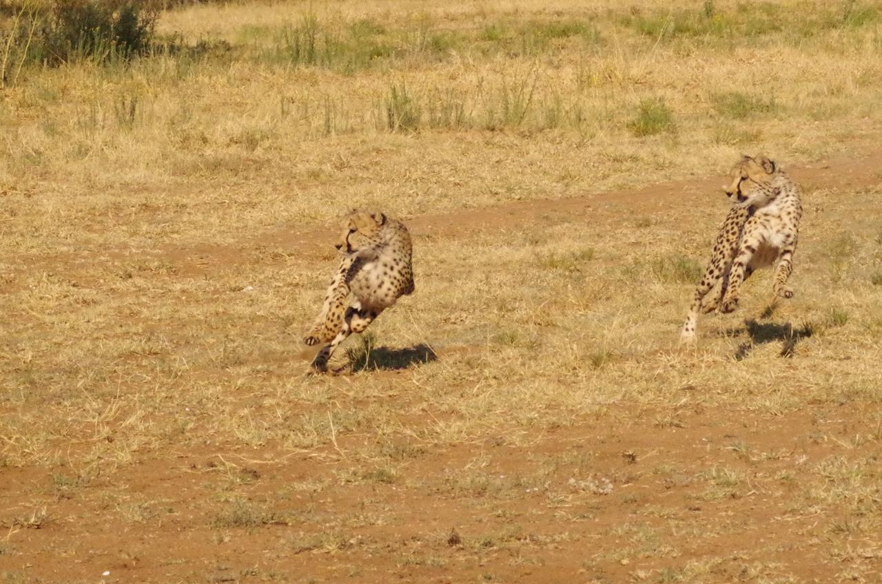 Frans Indongo Lodge Otjiwarongo Luaran gambar