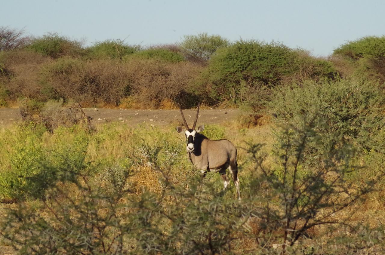 Frans Indongo Lodge Otjiwarongo Luaran gambar
