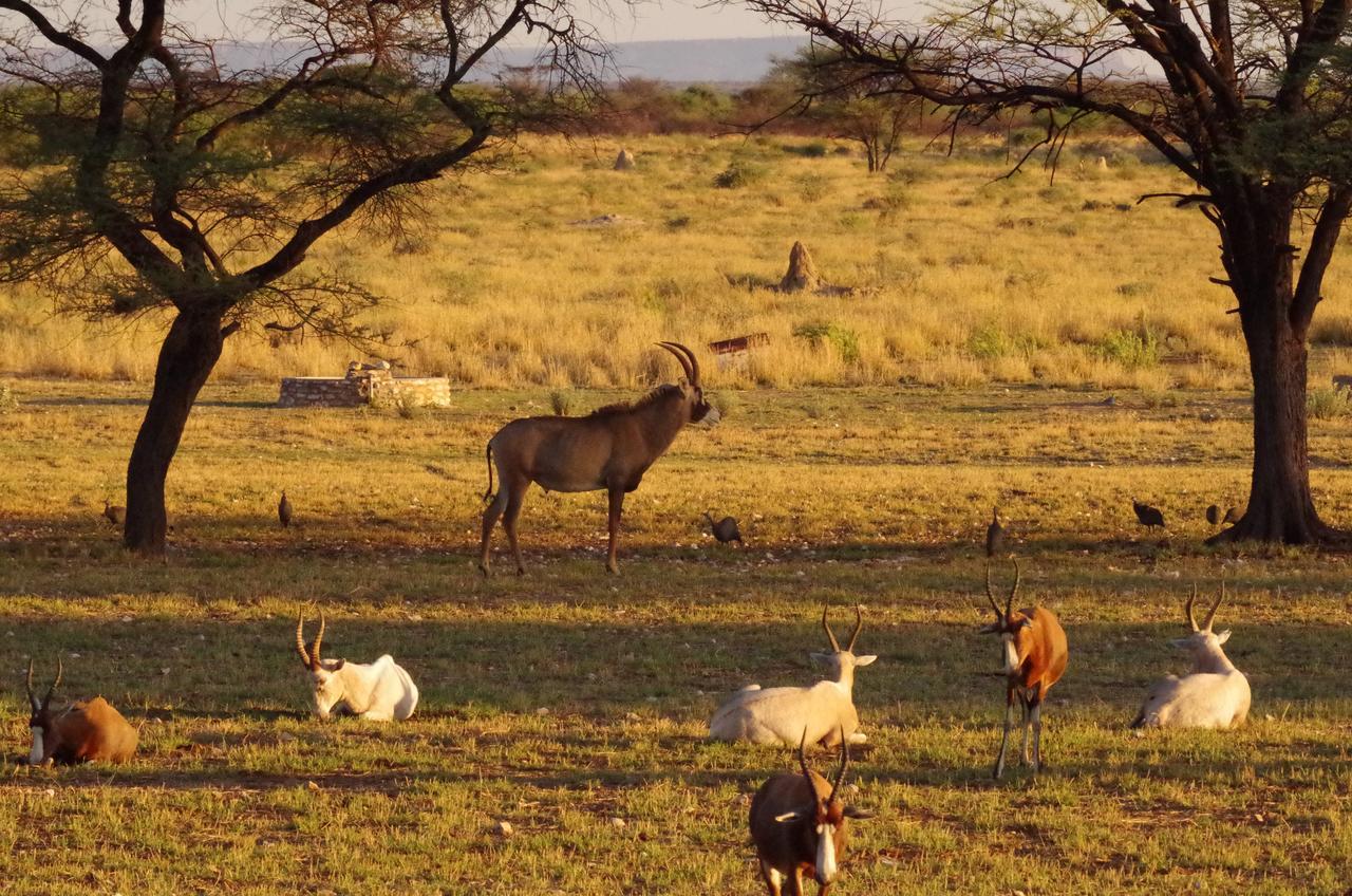 Frans Indongo Lodge Otjiwarongo Luaran gambar